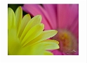 053109_8689 Pink Yellow Gerbera Daisys